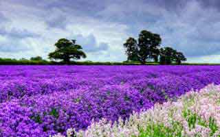 17c网站——视频教程推荐为什么忽然变诡异这算不算被坑了?答案藏在搜索技巧